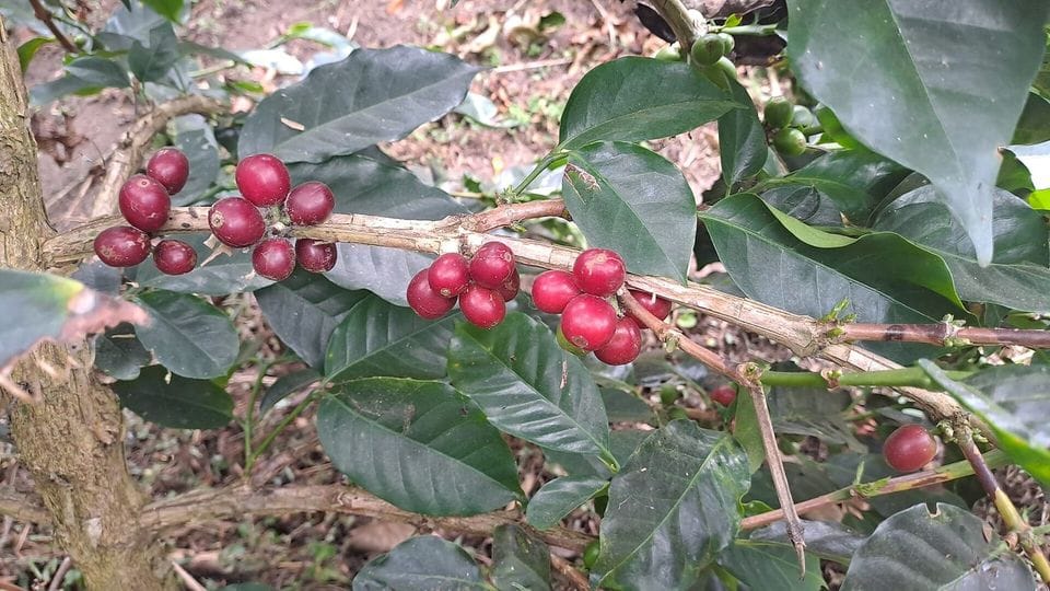 Ripe coffee cherries on the branch